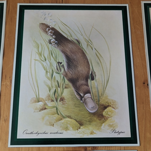 Lot of 6 Naturalist Zoology Vintage Illustrations Australian Wildlife - Picture 2 of 8